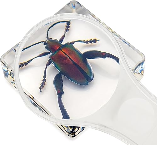 Miniatura 3 de Juego de 6 muestras de insectos de resina, mariposa, escarabajo de rana joya, polilla de seda, chafer, chafer, chinche, avispa, juguete educativo