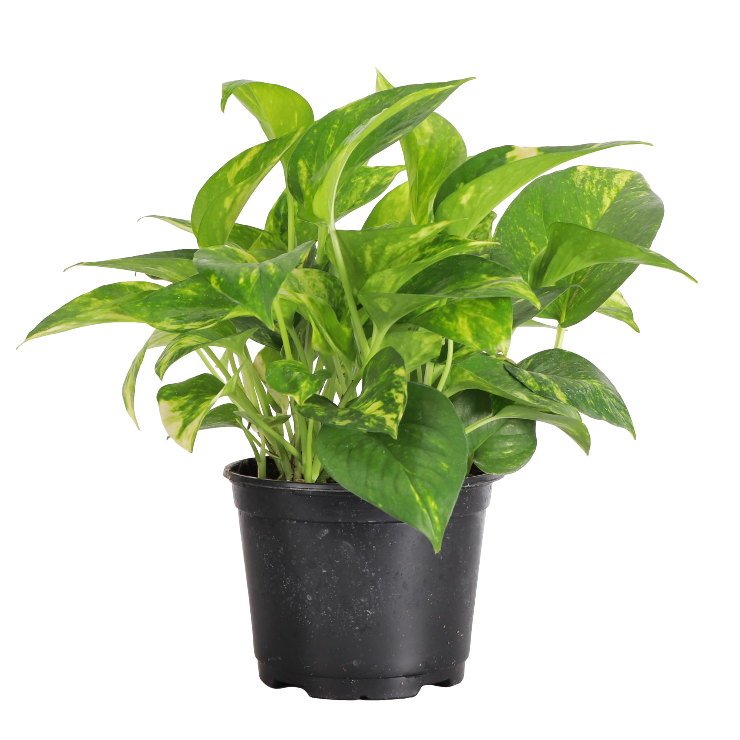 Thorsen's Greenhouse Golden Pothos