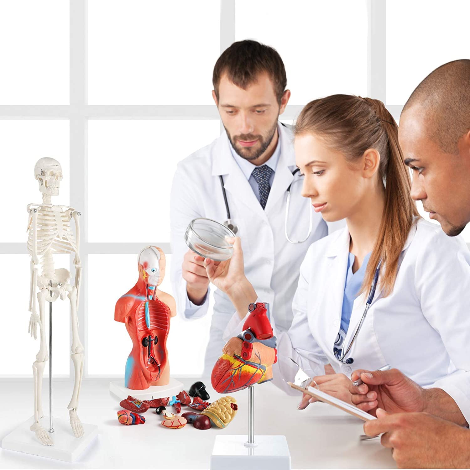 Modelo de anatomía 3D, torso y esqueleto de corazón humano, kit de aprendizaje de modelos de anatomía humana para niños, herramientas de estudio para anatomía y fisiología