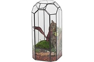 NCYP: Plant Terrarium Large
