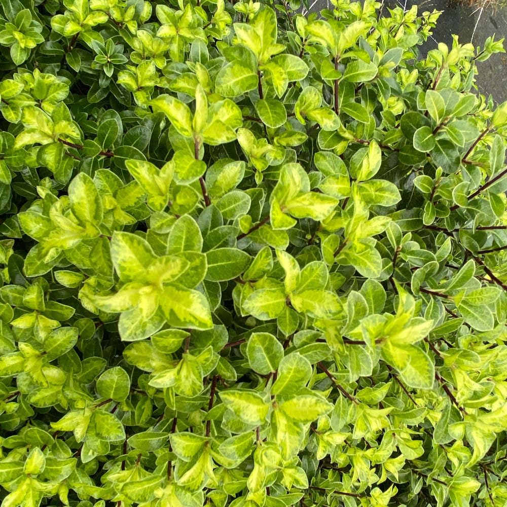 Pittosporum tenuifolium 'Golden Ball' – Compact Evergreen Shrub with Yellow Foliage – Box Alternative for Pots, Borders & Low Hedges – Hardy, Architectural 9cm Pot x3 By Thompson & Morgan