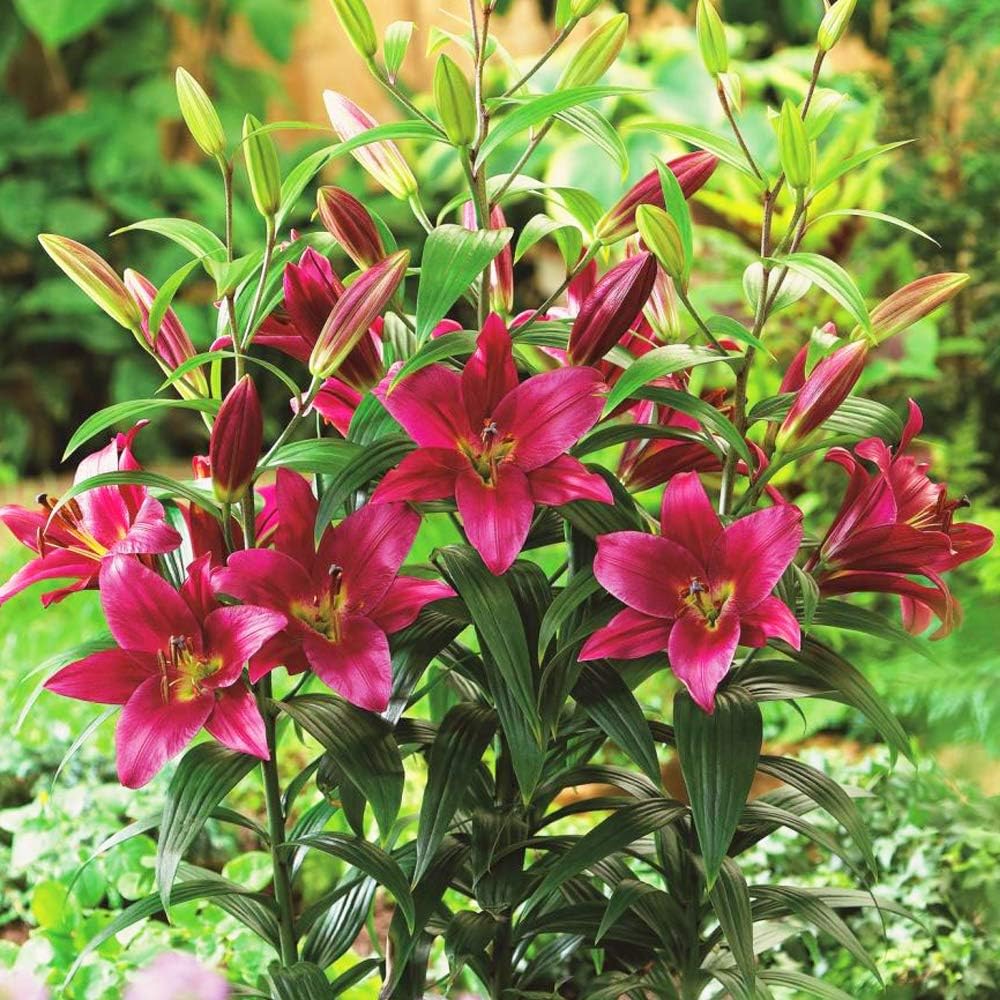 – 2 x Lily Purple Prince ‘Like a Tree’ - Giant Lilies – Upto 10 Flowers per Bulb – Deep Purple Frilly Blossoms – Large Trumpet Shaped Flowers – Sweet Aromatic Fragrance - for a Beautiful Summer Garden