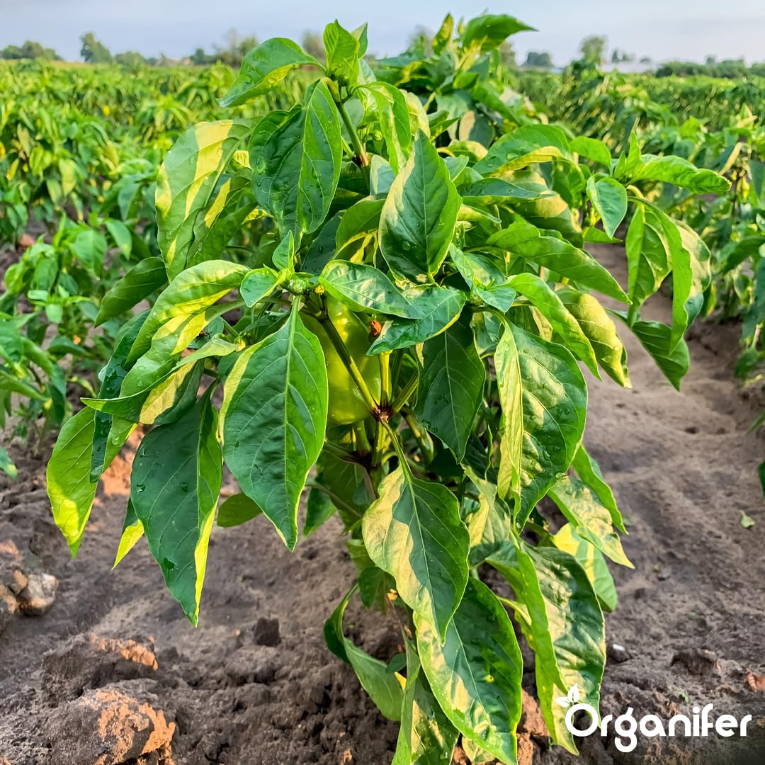 Flüssigdünger Für Pfeffer - 10L - NPK 2-1-8 | Dünger Für Kräftiges Wachstum Und Reichtragende Ernte - Fördert Blüte Und Wurzeln - Organifer