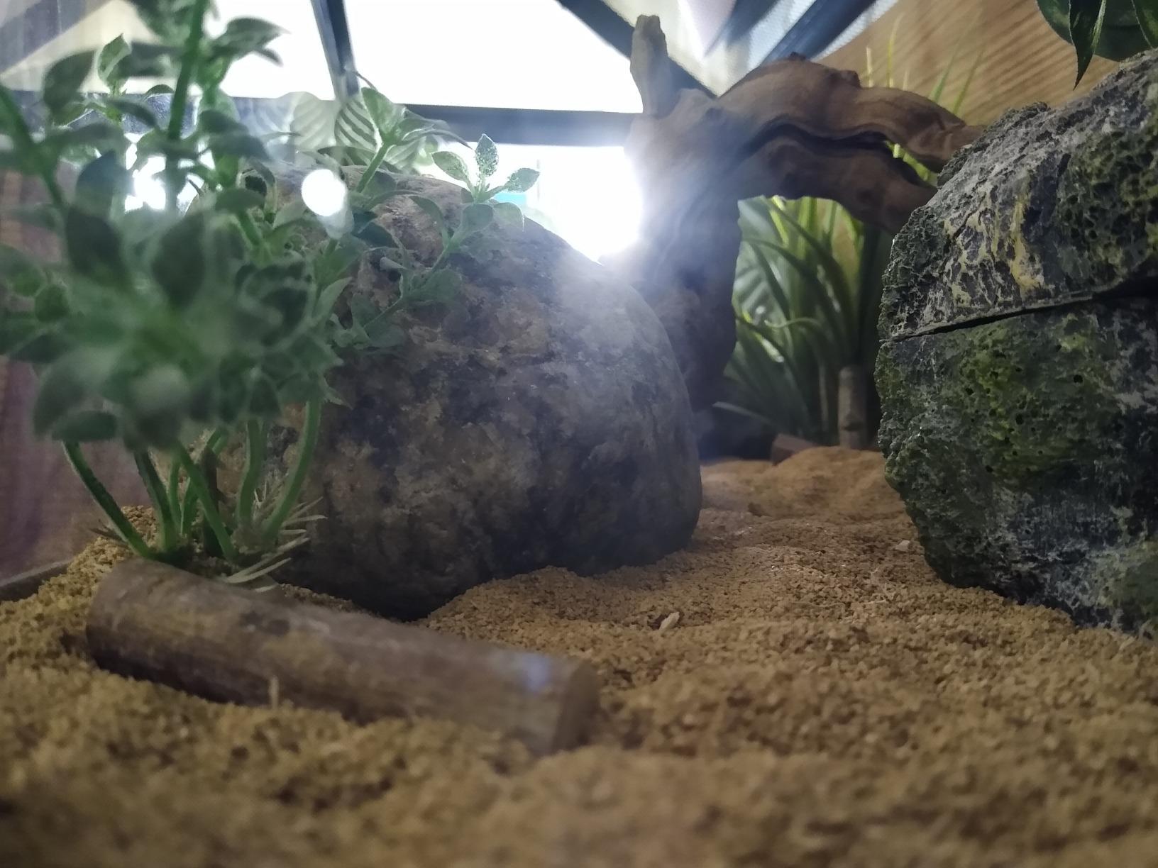 My leopard gecko loves this