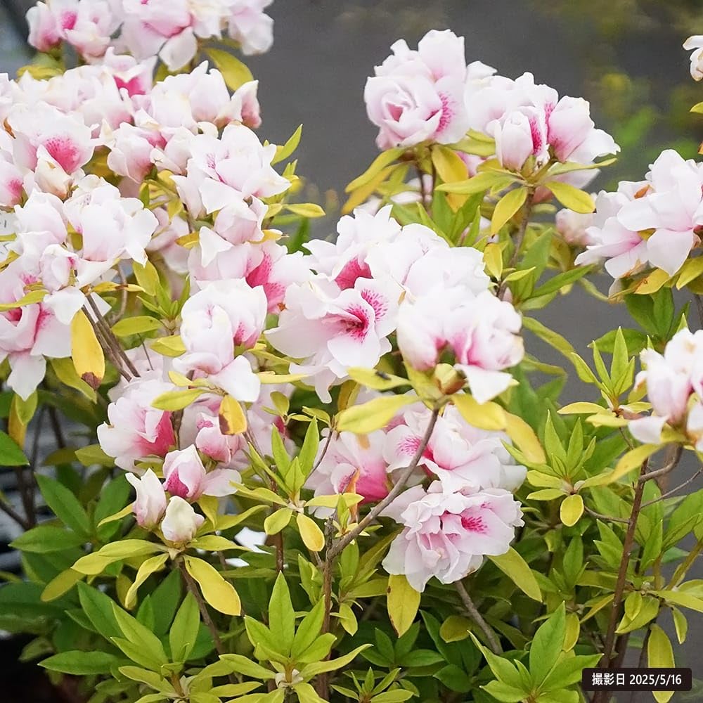 ピンクのツツジ鉢植え 楽天市場】2026年花芽あり 久留米 ツツジ 鉢植え 桃泉 つつじ 素焼き鉢