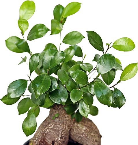 Miniatura 3 de Ficus de ginseng vivo, Ficus Retusa, Ficus de Taiwán, higo de Banyan, planta de interior bonsai, regalo de cumpleaños, regalo de inauguración de la
