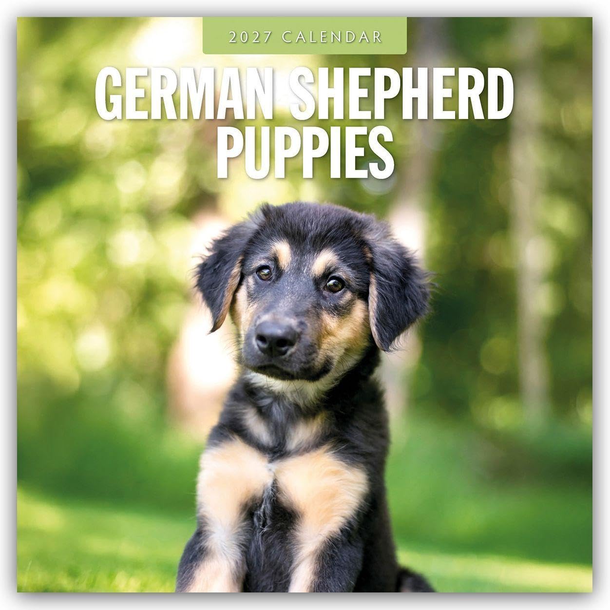 German Shepherd Puppies 2027 Square Wall Calendar: Original Red Robin Publishing Ltd-Kalender [Mehrsprachig] [Kalender]