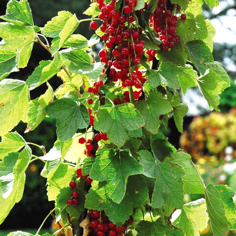 Redcurrent ‘Rovada’ Garden Fruiting Hardy Shrub Easy to Grow Your Own Ideal Summer Flowering Plant 3X Bareroot Plants By Thompson and Morgan (3)