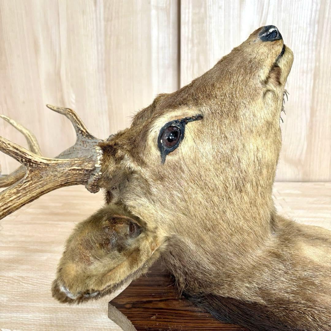 ハンティングトロフィー 鹿の剥製 壁飾り Amazon.co.jp: 鹿の剥製 蝦夷鹿の剥製 壁飾りハンティングトロフィー