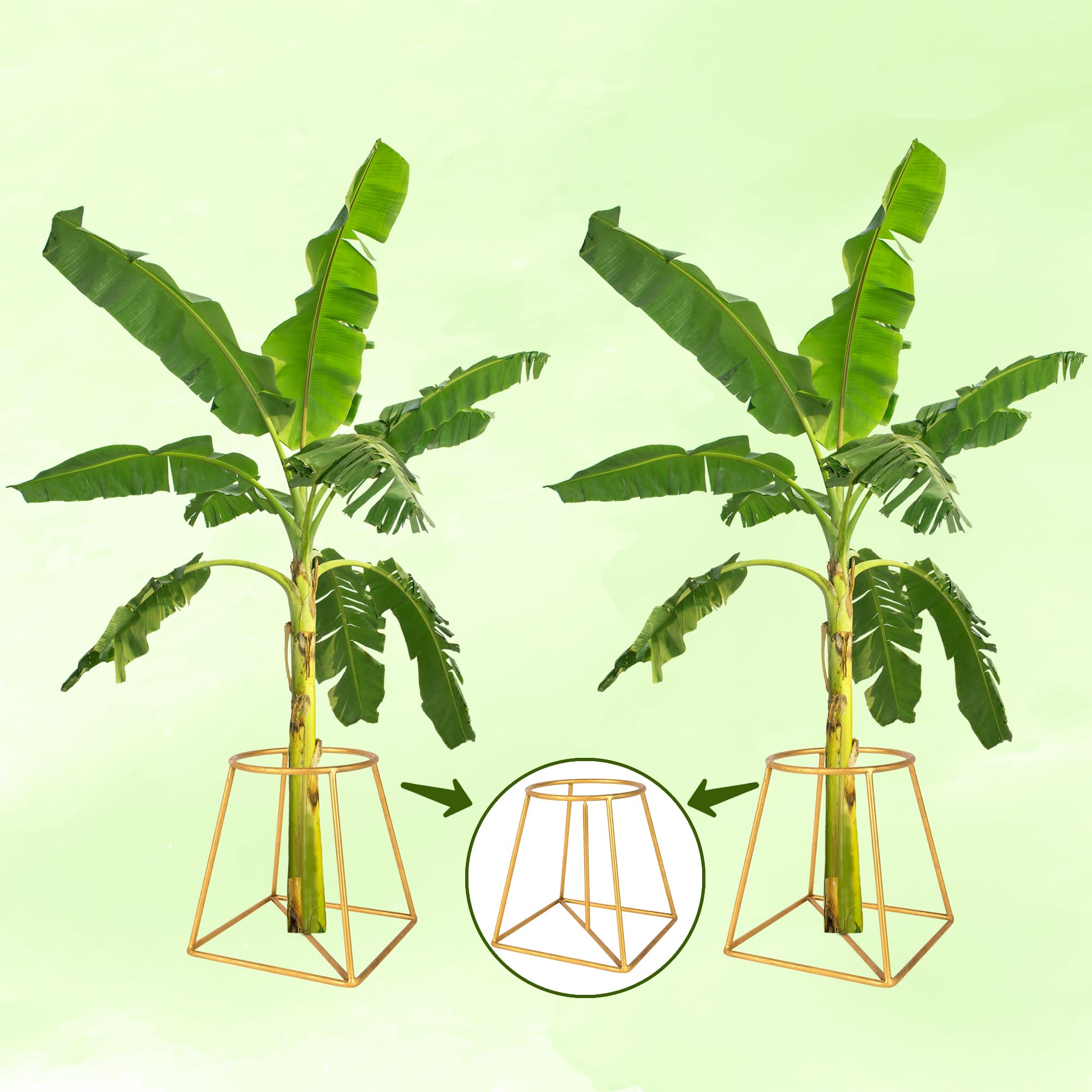 ROLLYWARE Heavy Stainless Steel Decorative Banana Plant Stand for Ideal for placing the banana plant / tree / stem Stand for puja/ Religious and other ceremonies,pack of. 6 (COLOR GOLDEN) (B0CZ77DHTJ) Amazon Price History, Amazon Price Tracker