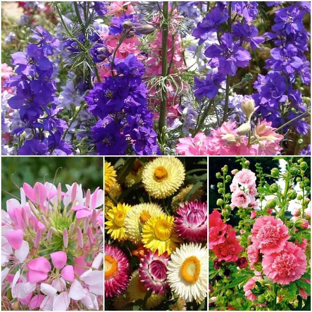 Larkspur, Cleome, Paper Flower and Hollyhock (4pkts/50+ Seeds) by Seedscare India (B01GJVE2I4) Amazon Price History, Amazon Price Tracker