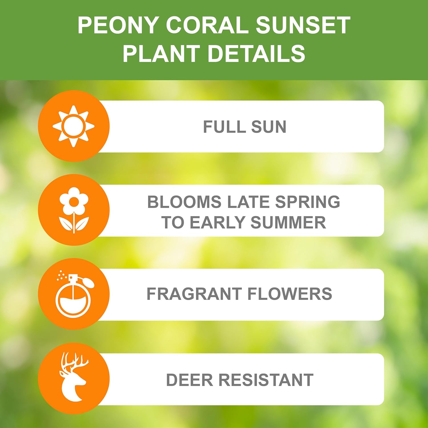 Garden State Bulb Coral Sunset Peony Flower Bulbs, Spring Planting (Bag of 6)