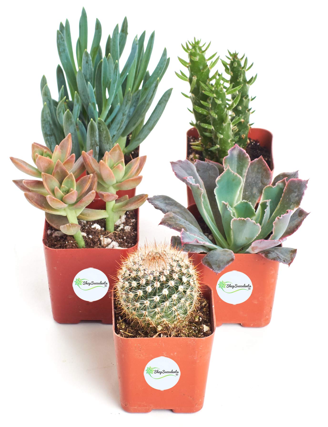Amazon.com : Shop Succulents | Assorted Collection of Live