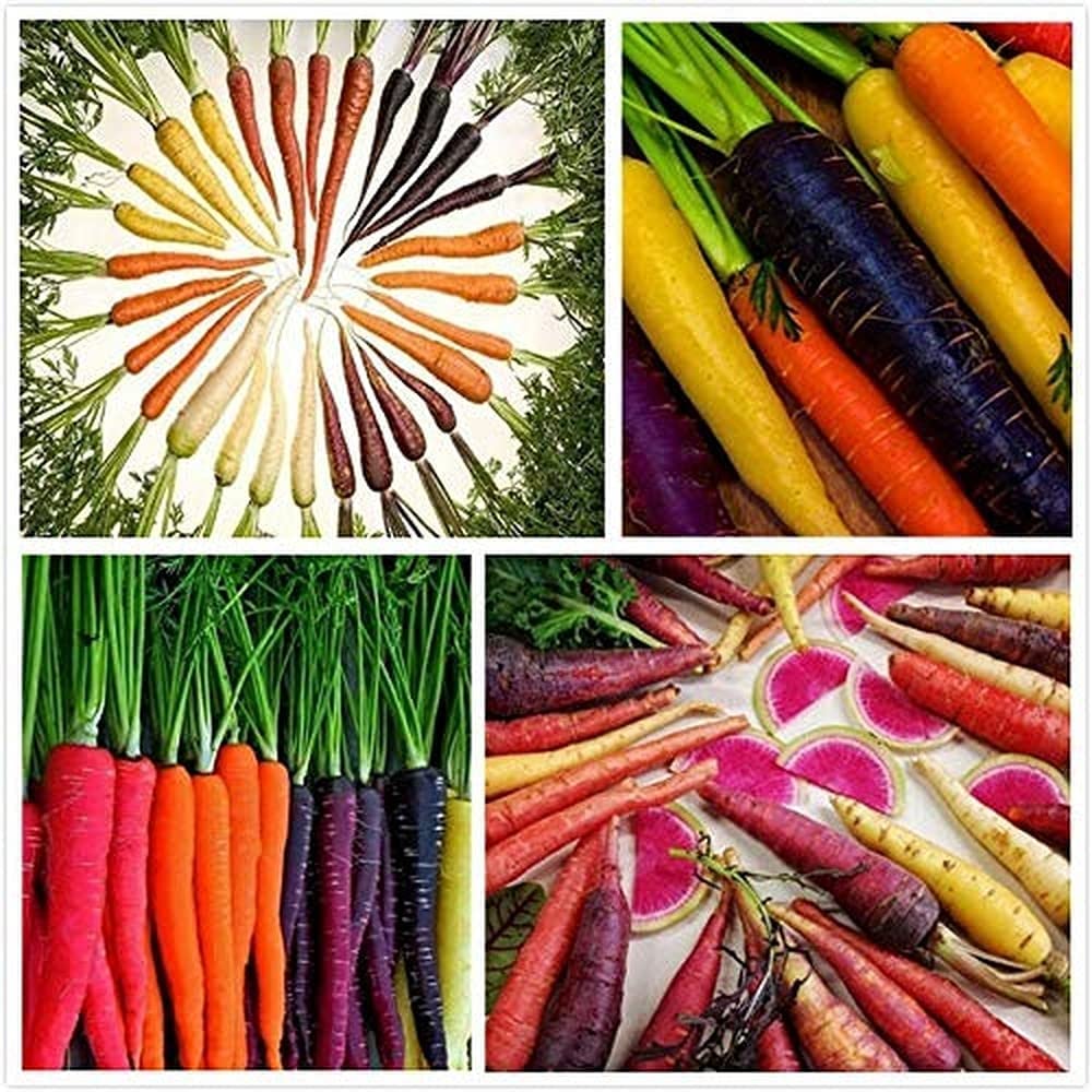 VibeX Mix Carrot Seeds Annual Heirloom Vegetable Seed for Outdoor-500 Seeds (B0B9Y54BFG) Amazon Price History, Amazon Price Tracker