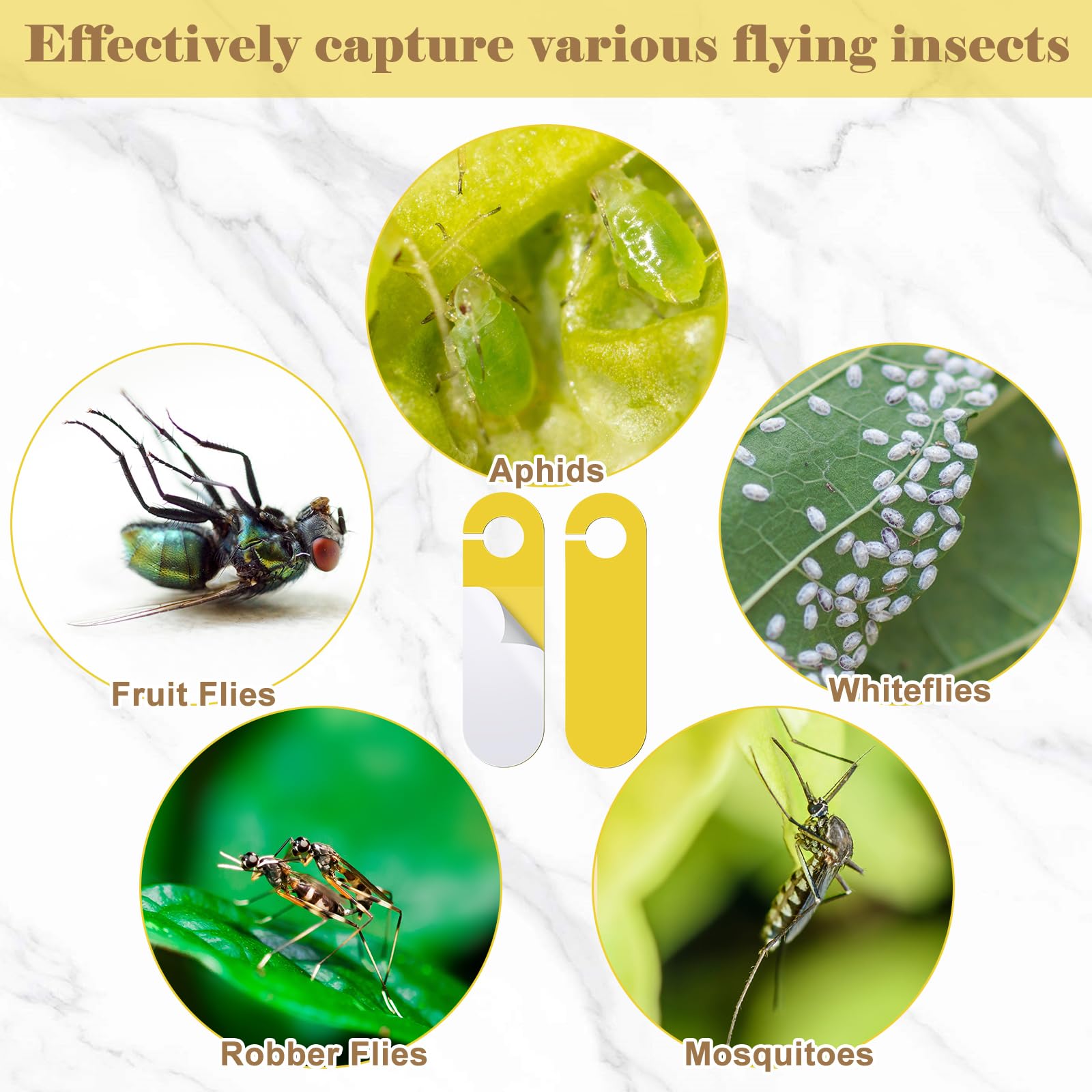 Qualirey Paquete de 50 trampas colgantes adhesivas amarillas de doble cara para hongos y mosquitos para plantas de interior de casa, mata mosquitos, moscas blancas, pulgones, mineros de hojas,