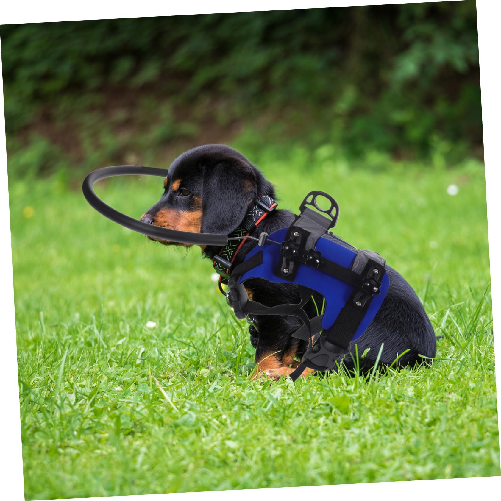 Alasum Hundegeschirr für Blinde Haustiere Verstellbar Stoßschutz Sicherheitsgurt Leicht Tragbar Hohe Sichtbarkeit Schnelle Installation