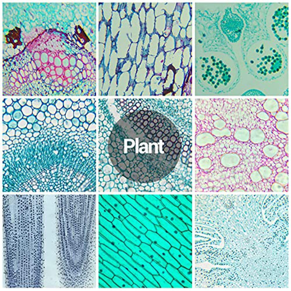 Vetrini per Microscopio Pediatrici con Campioni di Bambini, Vetrini per Microscopio per Microbiologia Adulta nei Bambini, 100 Pezzi