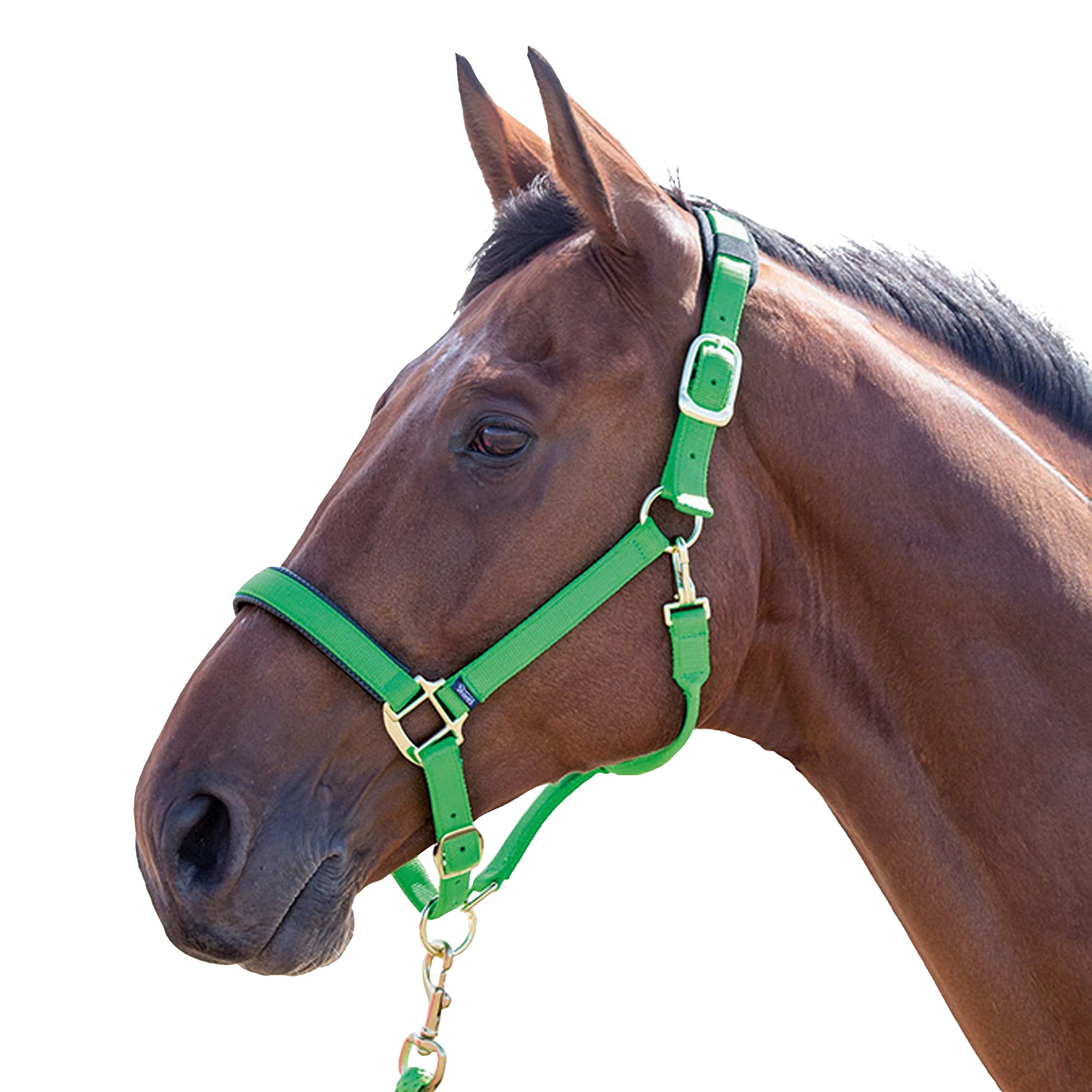 Shires, brigilia Topaz 387 in nylon, Blue, Cob