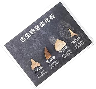 BETOOKY 1 Caixa Decoração Ensino Espécime Adornos De Pedra Pequena Pedra Irregular Amostra De Pedra Natural Ferramenta De Ensino Paleontologia Adorno Adorável Pedra Irregular Fóssil