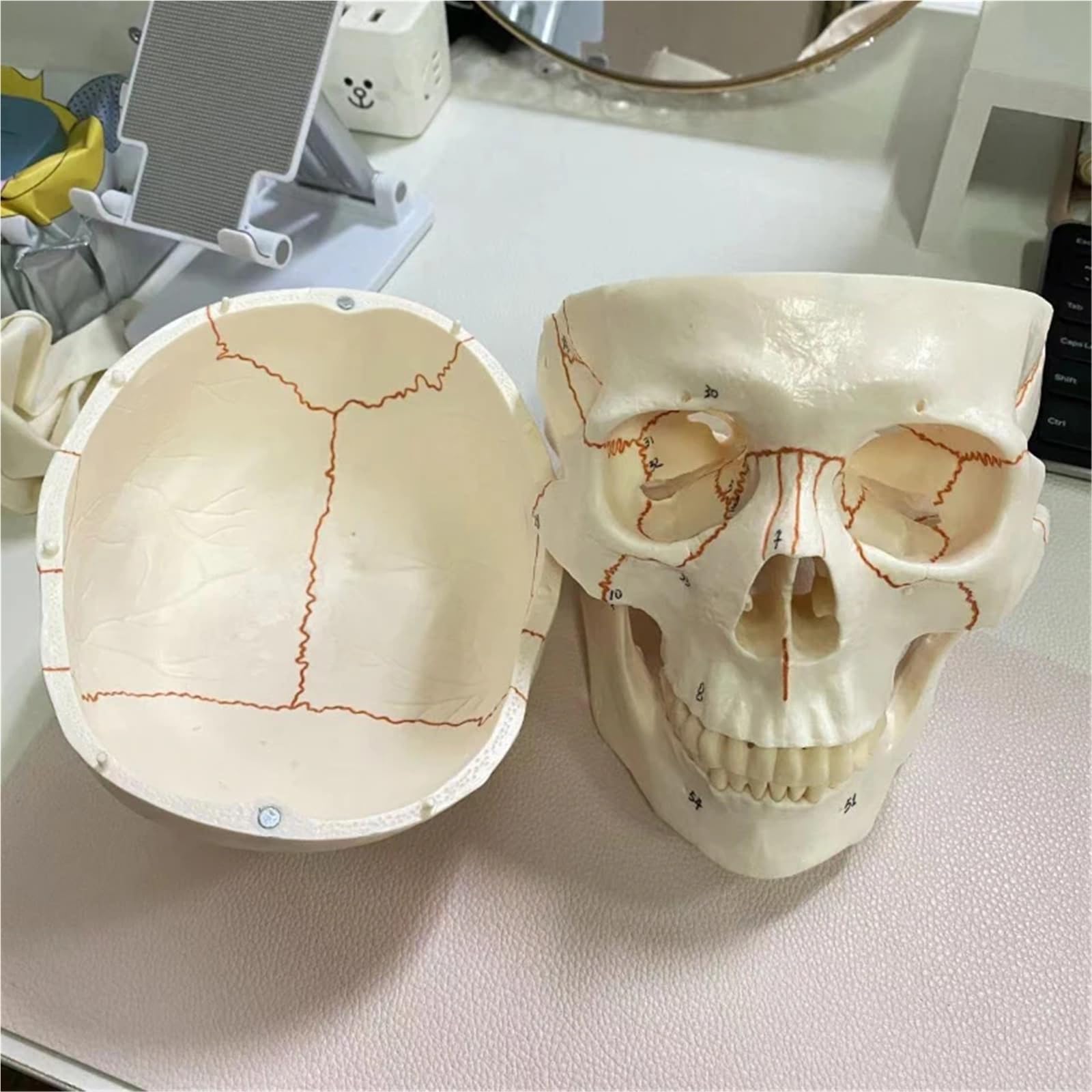 Cabeza de esqueleto anatómico de calavera humana de tamaño real con herramienta de estudio de división de 3 partes