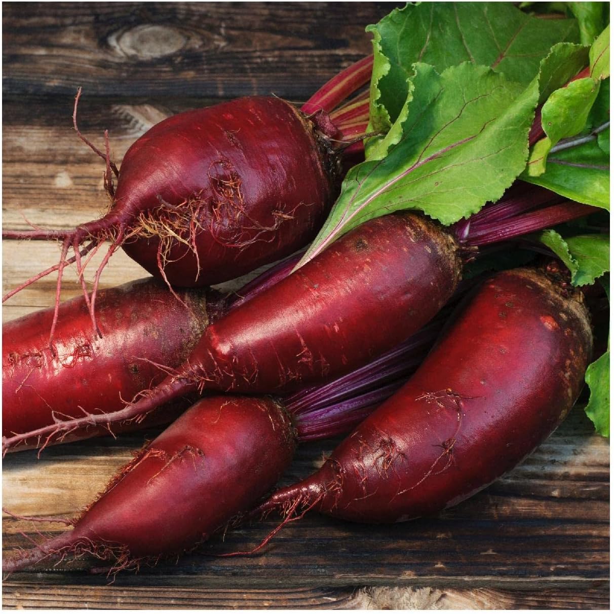 Everwilde Farms - 1 Lb Organic Cylindra Beet Seeds - Gold Vault Packet