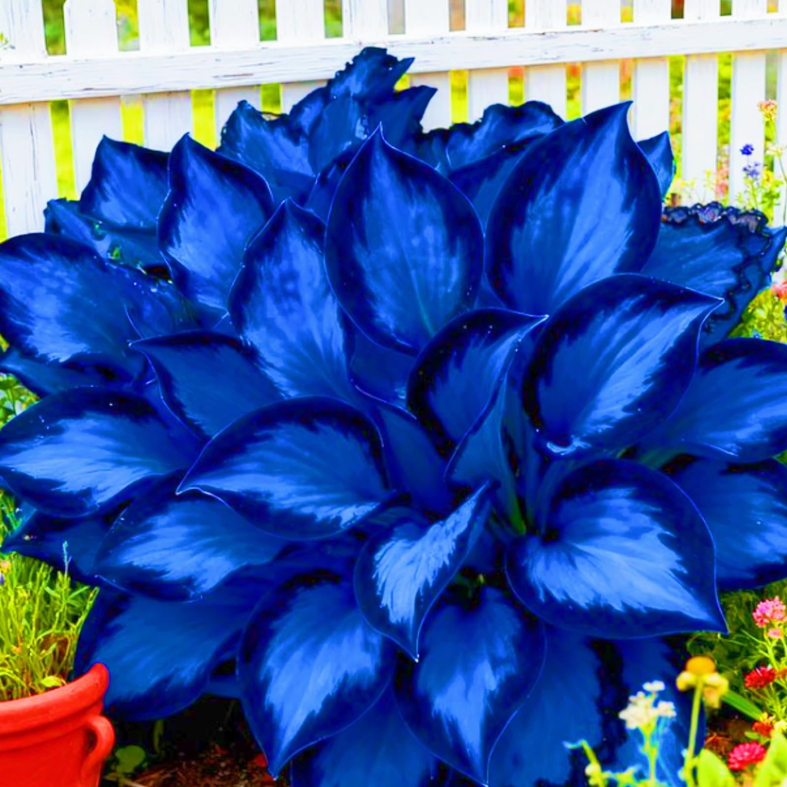 Midnight Blue Hosta Bulbs-Hostas Plants Perfect for The Garden -Landscaping-Excellent Displays-6bulbs-c