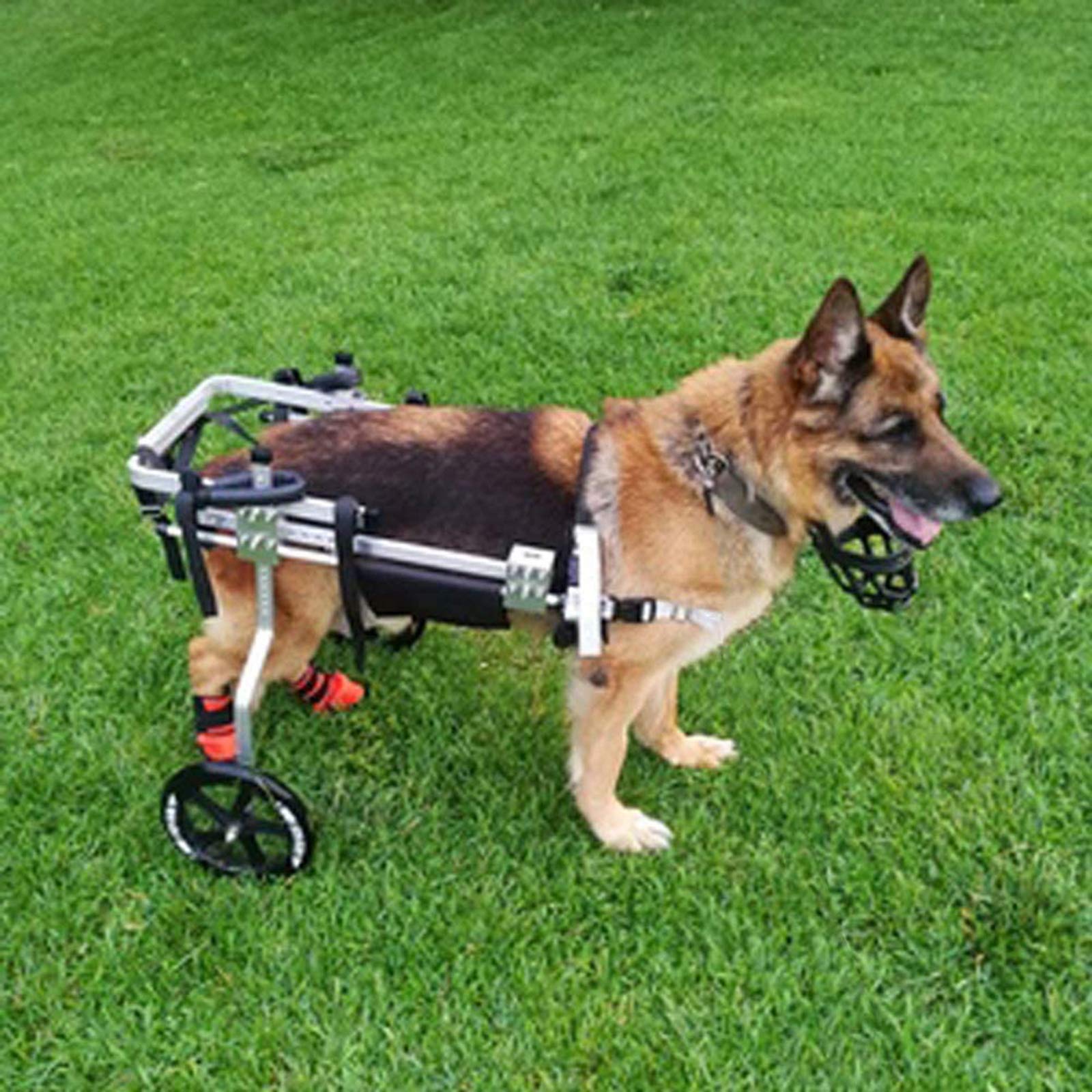 Cora PetDog Wheelchair Dog Mobility Harness,Rear Support Wheelchair, Hind Legs Rehabilitation Aluminium Material 2 Wheels (XL 20-35kg)