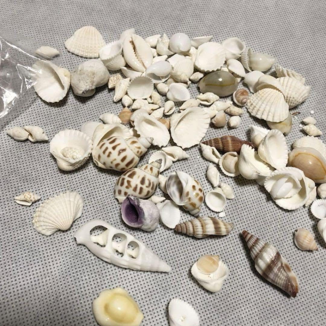 希少な貝殻3つセットXF16mmF2.8 R WR