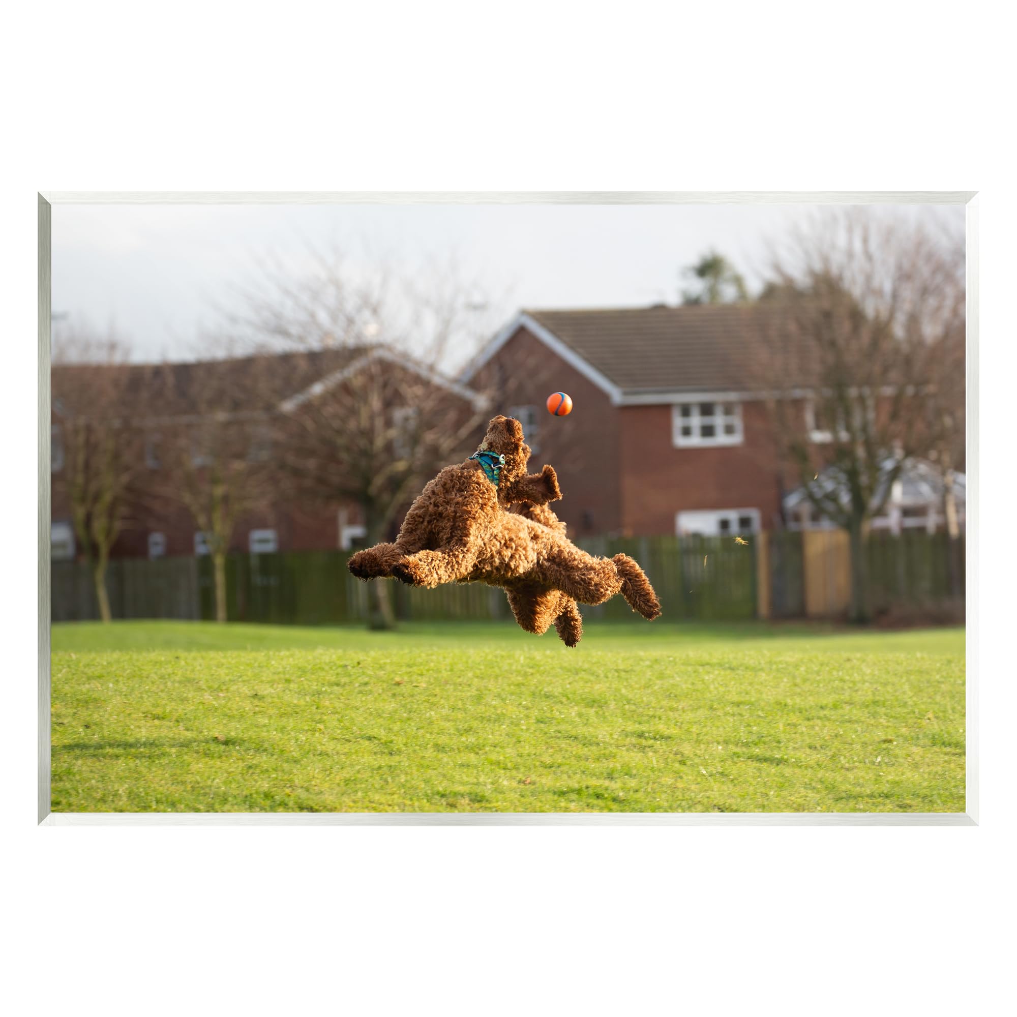Stupell Industries Eye on the Ball Dog Wall Plaque Art by Gill Woodcock