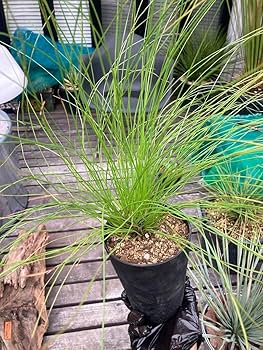 ダイオウショウ松◇南国ドライガーデン多肉サボテン　アガベ ヤシ　ユッカ　ソテツ ダイオウショウ松◇南国ドライガーデン多肉サボテン アガベ ヤシ