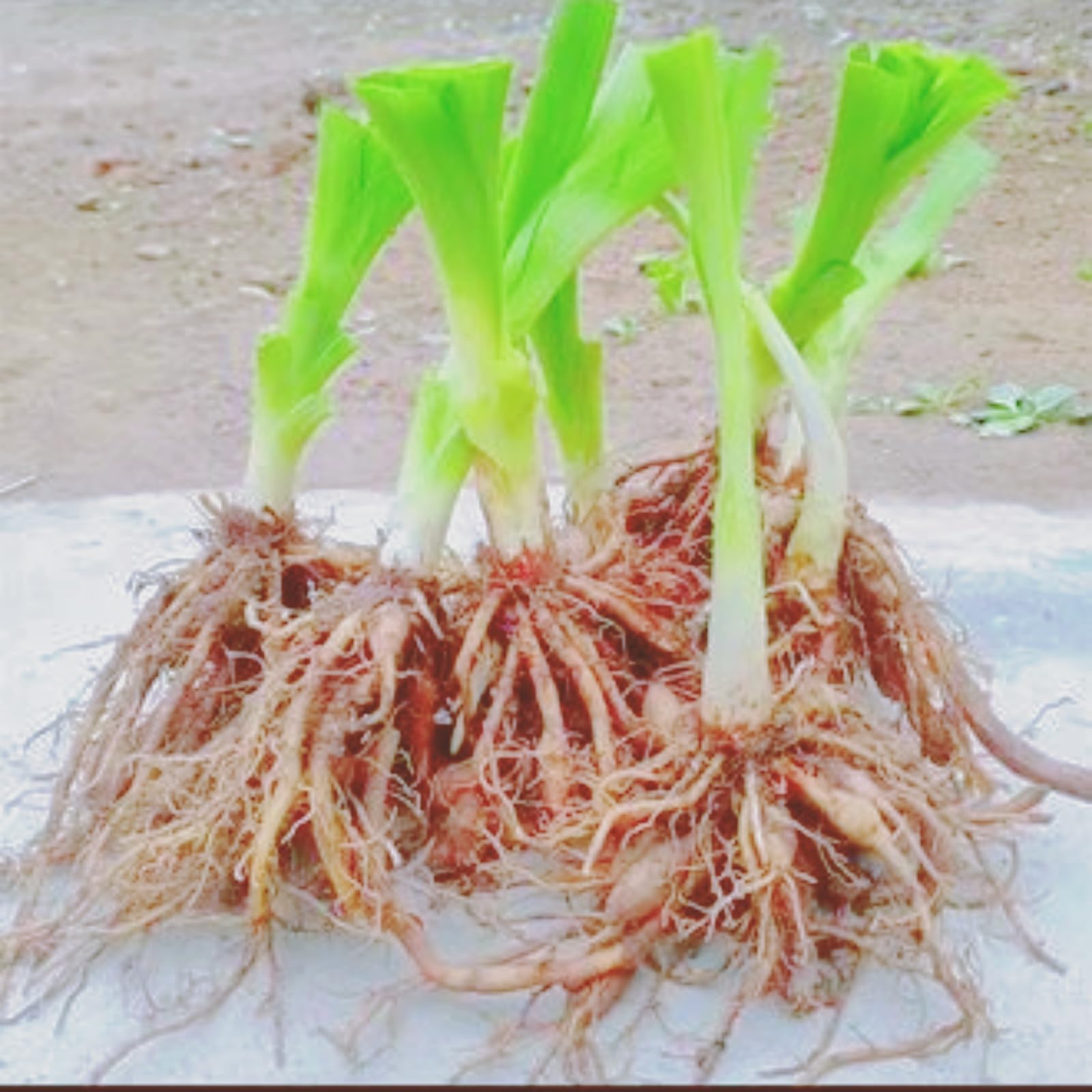 Bulbi di Hemerocallis/Misti/Bulbi di Hemerocallis selezionati/Resistenti al freddo e tolleranti alla siccità/Adatti per la decorazione di giardini e balconi 【NVNJHJN】-15 bulbi-E