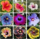 120&plus; PCS Mixed Giant Hibiscus Seeds for Planting Flowers Perennial Flower Outdoor Home Garden Flower