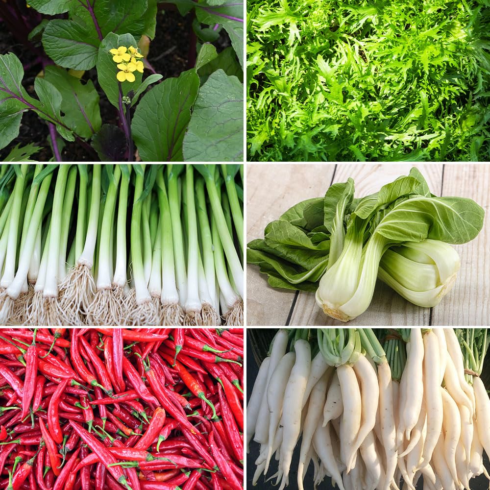 Vegetables from the Orient Seeds – 6 Varieties Separately Packed – A Collection Created by RHS Experts for Every Gardener – for Your Beautiful Kitchen Garden