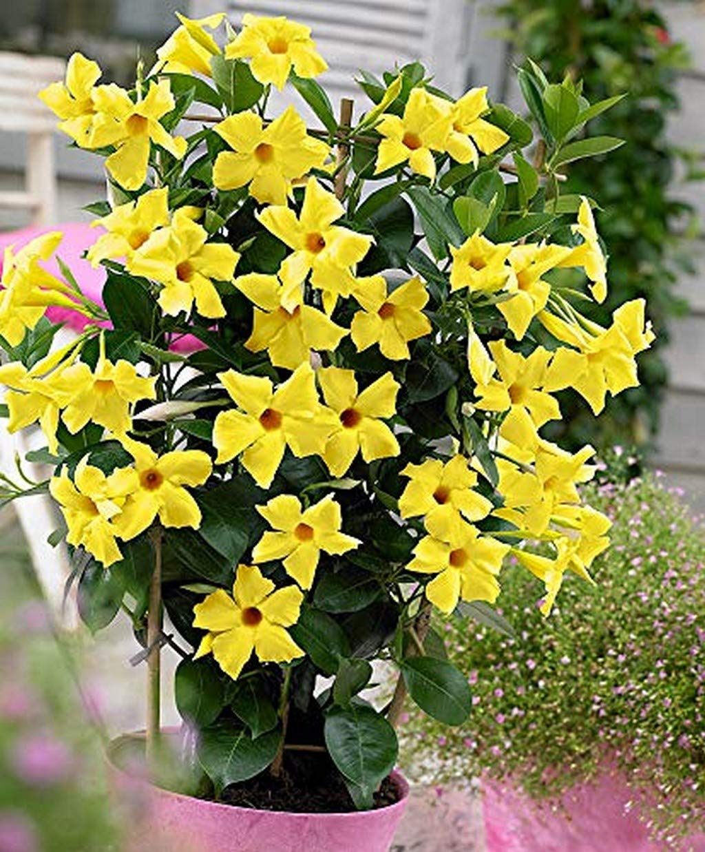 Creative Farmer Climber Live Plant For Garden Balconies Mandi Villa Container (1 Live Flower Plant) (B08Q8N8M72) Amazon Price History, Amazon Price Tracker