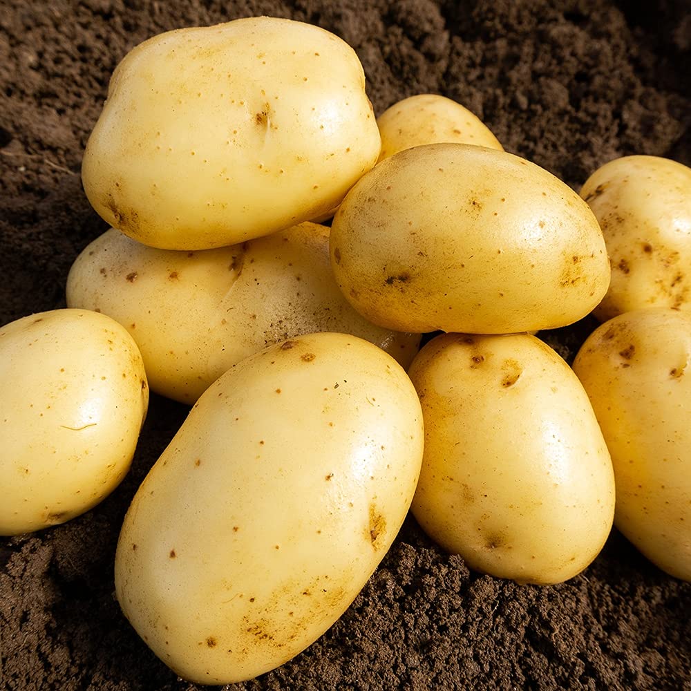 2kg Wilja Seed Potatoes (Approx. 20-25 Tubers), Second Early Grow Your Own, for Boiling Roasting, Chips & Mashing - Image 7