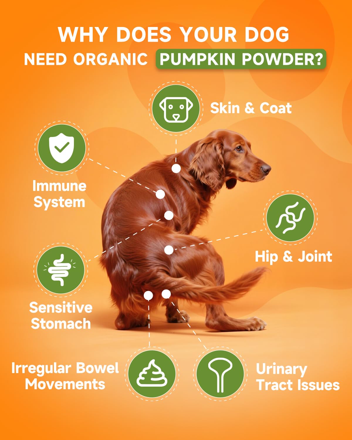 Pumpkin for Dogs - Organic Dog Pumpkin Powder - Daily Support Digestion, Diarrhea, Constipation, Upset Stomach - with Apple, Cranberry, Probiotics, Amino Acid - Urinary, Joint, Skin, Immune Health - image 2