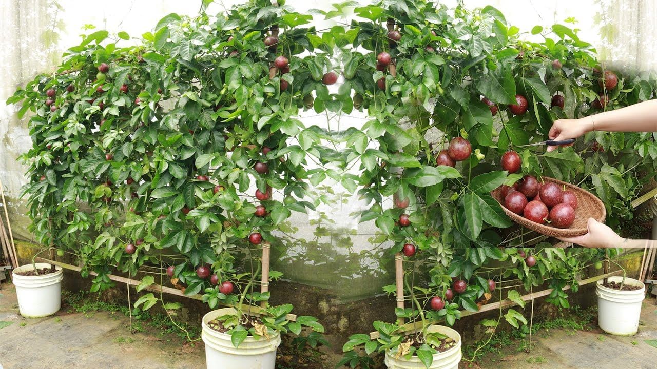 Pack of 4 Hybrid Passion Fruit Plant Giant Variety High Yield Plants