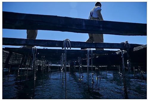 Miniatura 7 de Matiz Espana - Mejillones orgánicos en aceite de oliva virgen extra y vinagre de sidra de manzana 4 onzas de la costa de Galicia España 4 onzas