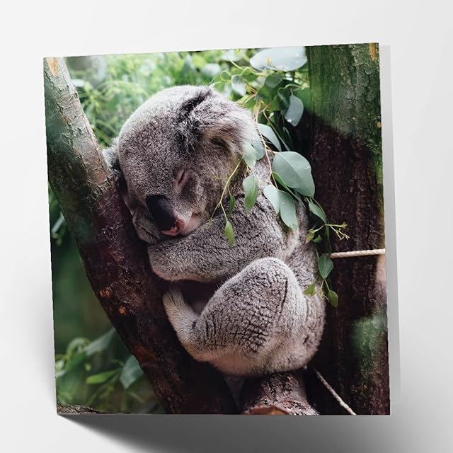 Koala Square Blank Birthday Greetings Card