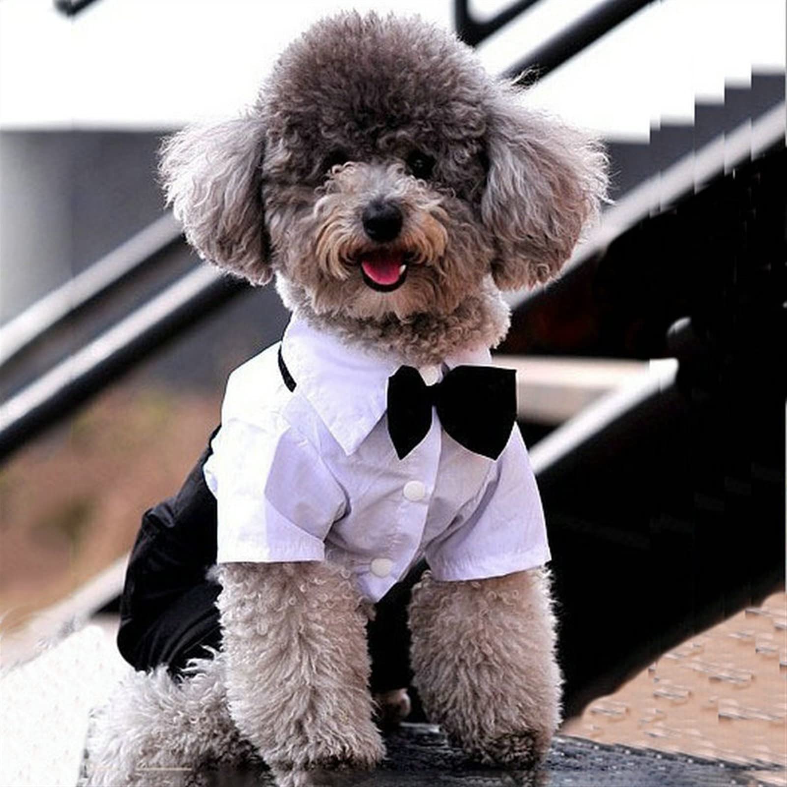 Hundekleid Für Kleine Hunde – Süßes Tutu-Kleidchen Mit Schleife, Aus Baumwolle, Für Chihuahua, Yorkshire, Mädchen (Größe L, Daisy-Muster)