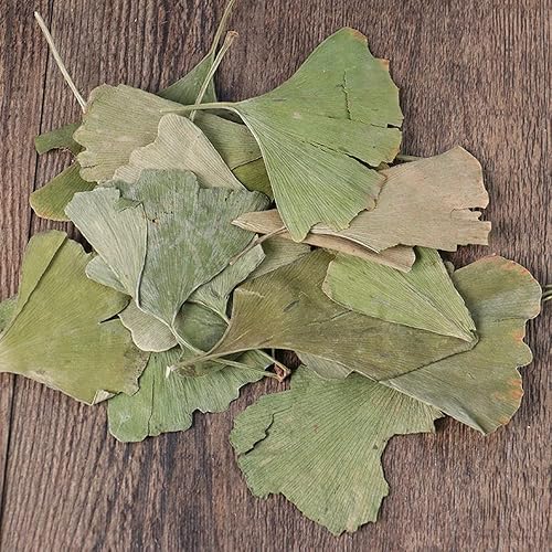 Hojas secas de Ginkgo Biloba Ginkgo Biloba Hojas sueltas secas - Gingko Maidenhair Tree Yinxingye (8.82 oz)