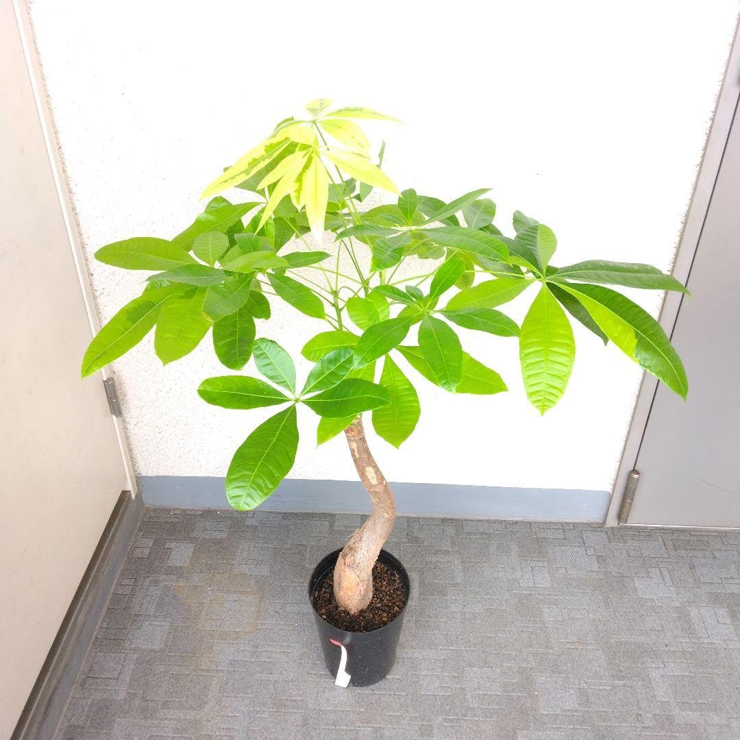 Amazon.co.jp: 品種パキラムーンライト！斑入り観葉植物！高さ95
