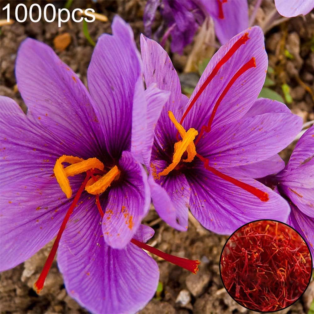 tyhmnoiiu 1000Pcs Saffron Crocus Seeds Plant Home Garden Bonsai Ornamental Flower Decor, Gardening, Easy to Grow, Beautiful Flower