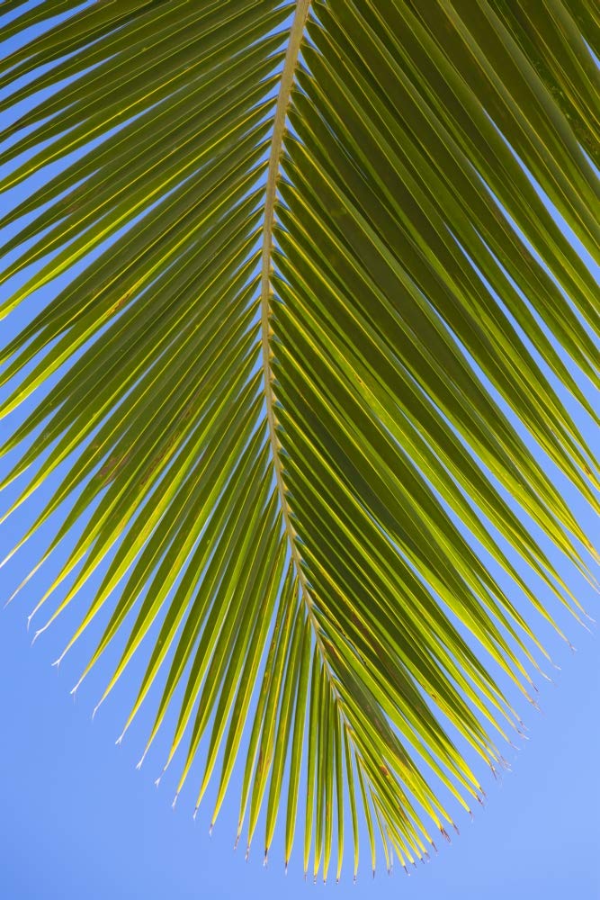 Posterazzi DPI12351169LARGE Primer plano de un árbol de coco verde fronda de palma contra un cielo azul claro Honolulu, Oahu, Hawaii, Estados Unidos de América, impresión fotográfica, 61 x 96 cm