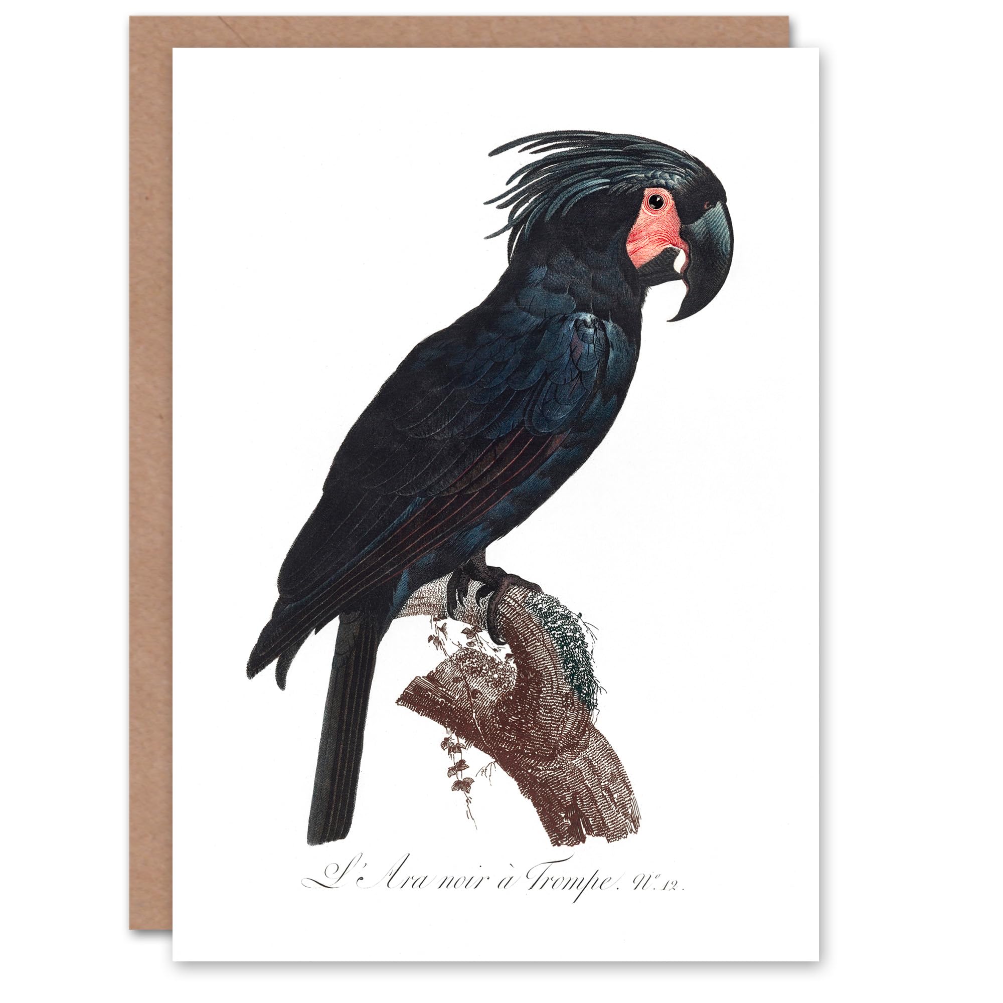 Artery8 Francois Levaillant Art Card Black Palm Cockatoo Parrot