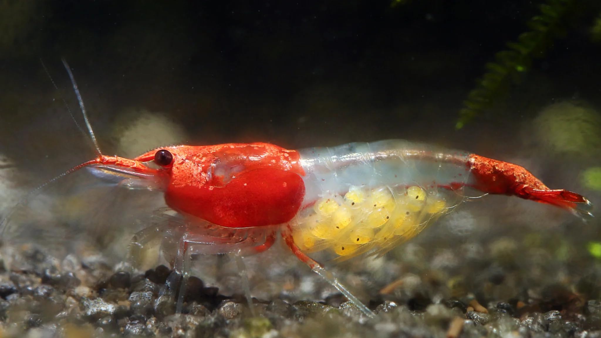 AquabreedingSkill 10 stück red rilli Garnelen - Aquarium Garnelen lebend - zwerggarnelen neocaridina friedliche Bewohner für Aquarien Größe 1,5-2 cm