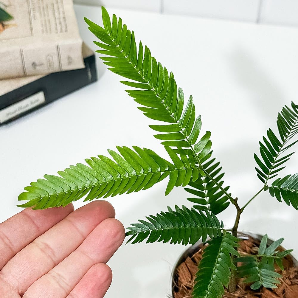 エバーフレッシュ リビングサイズ no16 エバーフレッシュ リビング