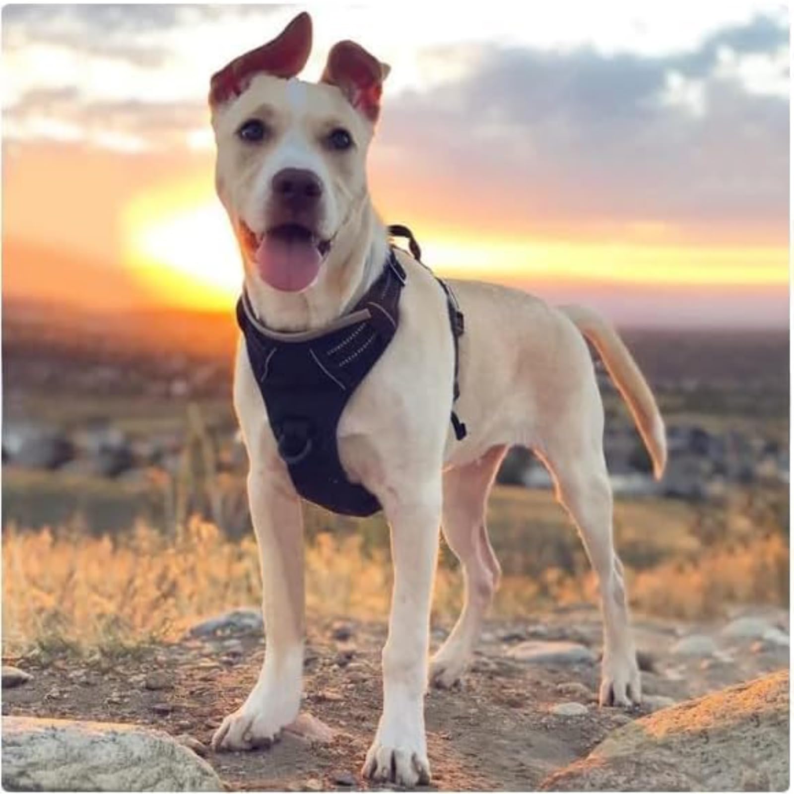 Wuffy Anti Zieh Geschirr für Hunde, reflektierend, verstellbar, kein Ziehen & kein Husten, weich gepolstertes Hundegeschirr mit Griff für kleine bisGroße Hunde (XL (45–90 kg),Grün + Kordel)