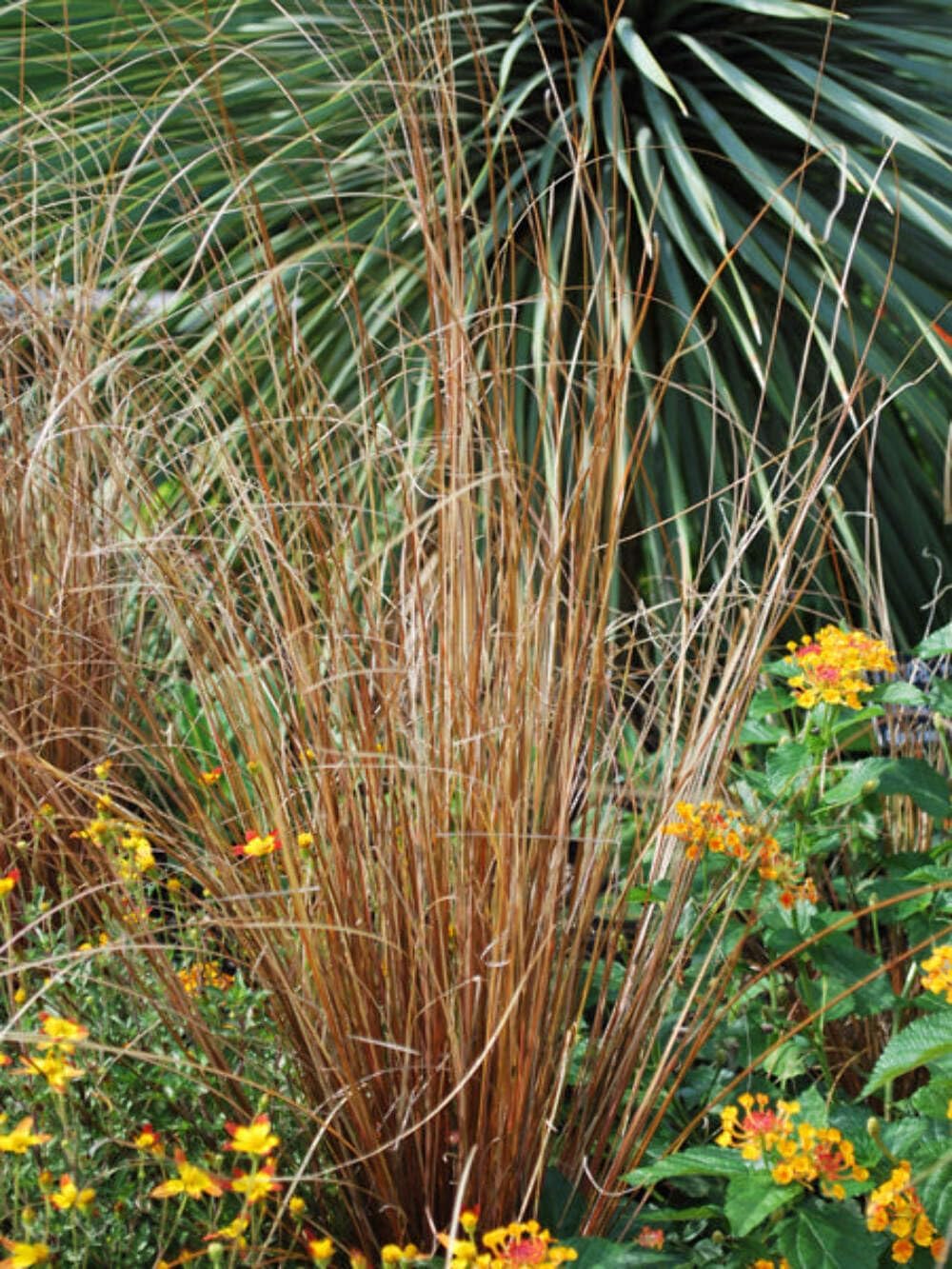 Perennial Farm Marketplace Carex buchananii 'Red Rooster' (ColorGrass Leather Leaf Sedge) Perennial, Size-#1, Green