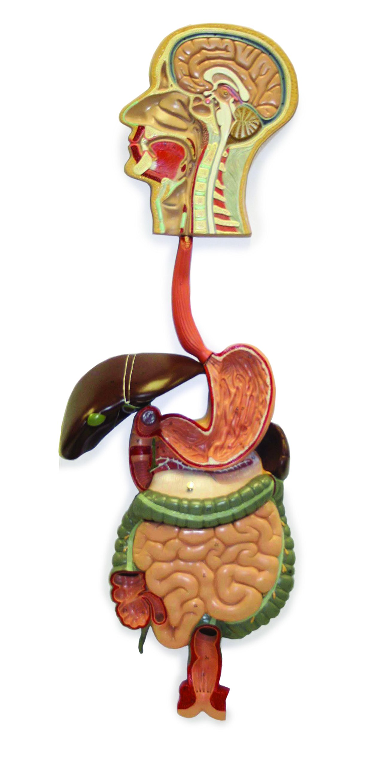 Vision Scientific VAD420 Digestive System
